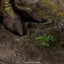 The Lost World: Jurassic Park Maquette 1/12 Tyrannosaur Buck 48 cm