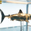 Jaws Maquette 1/18 Jaws Bronze 60 cm
