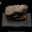 Jurassic Park 1/1 Replica Bust Velociraptor Eye 23 cm