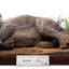 Jurassic Park Maquette 1/8 Sick Triceratops 96 cm