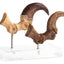 Jurassic Park ECC Elite Creature Line Statue Velociraptor Foot Claw and Fossil Claw Set 20 cm
