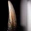 Jurassic Park III Prop Replica 1/1 Spinosaurus Tooth 14 cm