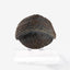 Jurassic Park 1/1 Replica Triceratops Toenail 16 cm