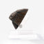 Jurassic Park 1/1 Replica Triceratops Toenail 16 cm