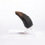 Jurassic Park 1/1 Replica Velociraptor Toenail Type A 11 cm