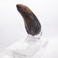 Jurassic Park 1/1 Replica Velociraptor Toenail Type A 11 cm