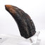 Jurassic Park 1/1 Replica Velociraptor Toenail Type A 11 cm