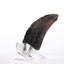 Jurassic Park 1/1 Replica Velociraptor Toenail Type A 11 cm