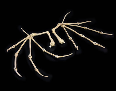 Mythic Legions: All Stars 6 Action Figure Accessory Bone Wings