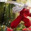 Inuyasha Tenitol PVC Statue Inuyasha 18 cm