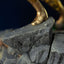 Saint Seiya Art Scale Statue 1/10 Capricorn Shura 25 cm