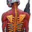 Iron Maiden Bust Somewhere In Time