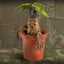 Harry Potter Magical Creatures Statue Mandrake 13 cm