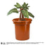 Harry Potter Interactive Plush Figure Mandrake 30 cm