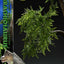 Jurassic Park (Film) Legacy Museum Collection Statue 1/15 Brachiosaurus Bonus Version 128 cm