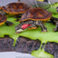 Teenage Mutant Ninja Turtles Diorama Statue 1/1 Origins 13 cm
