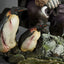 DC Comics Premium Format Statue The Penguin 51 cm