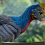 Wonders of the Wild  Statue Oviraptor 32 cm