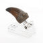 Jurassic Park Statue T-Rex Hand Claw 13 cm