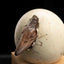 Jurassic Park III ECC Elite Creature Line Statue Hatching Pterosaur 16 cm