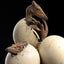 Jurassic Park III ECC Elite Creature Line Statue Hatching Pterosaur 16 cm