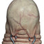 Hellraiser Mask Butterball